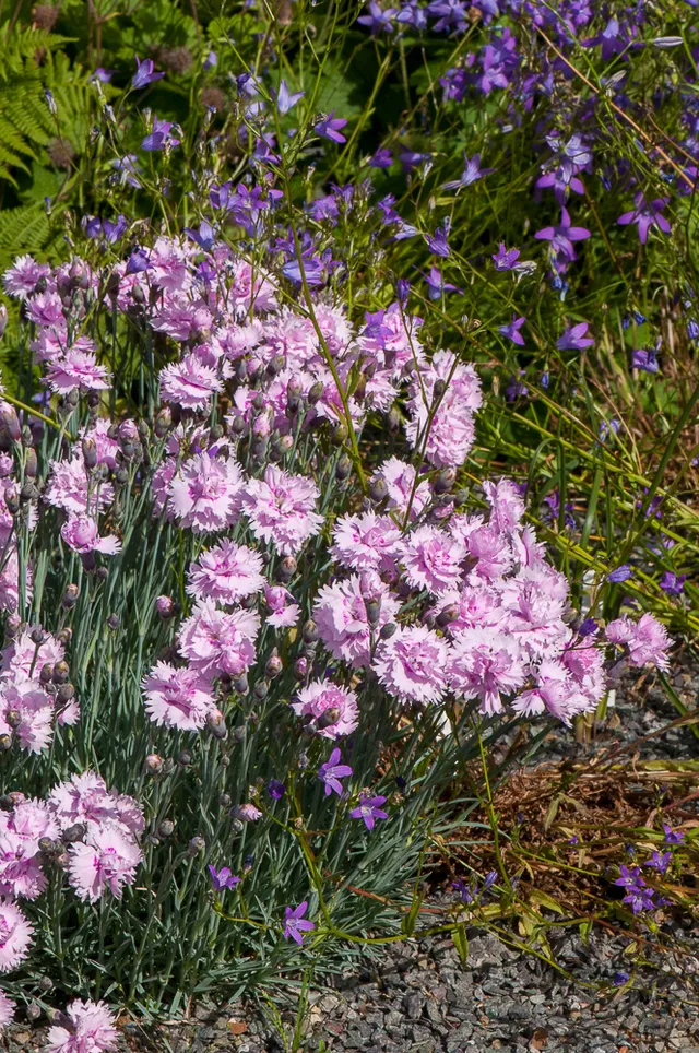 Passion Vivaces Dianthus plumarius Pike's Pink œillet vivace parfumé