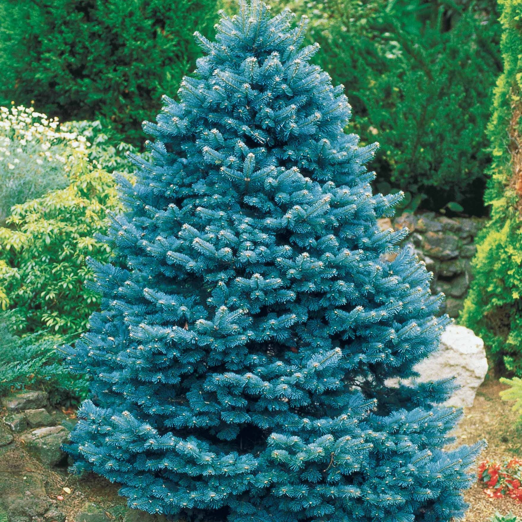 Bakker Sapin bleu Sélection conifère pot 2L 30-40cm