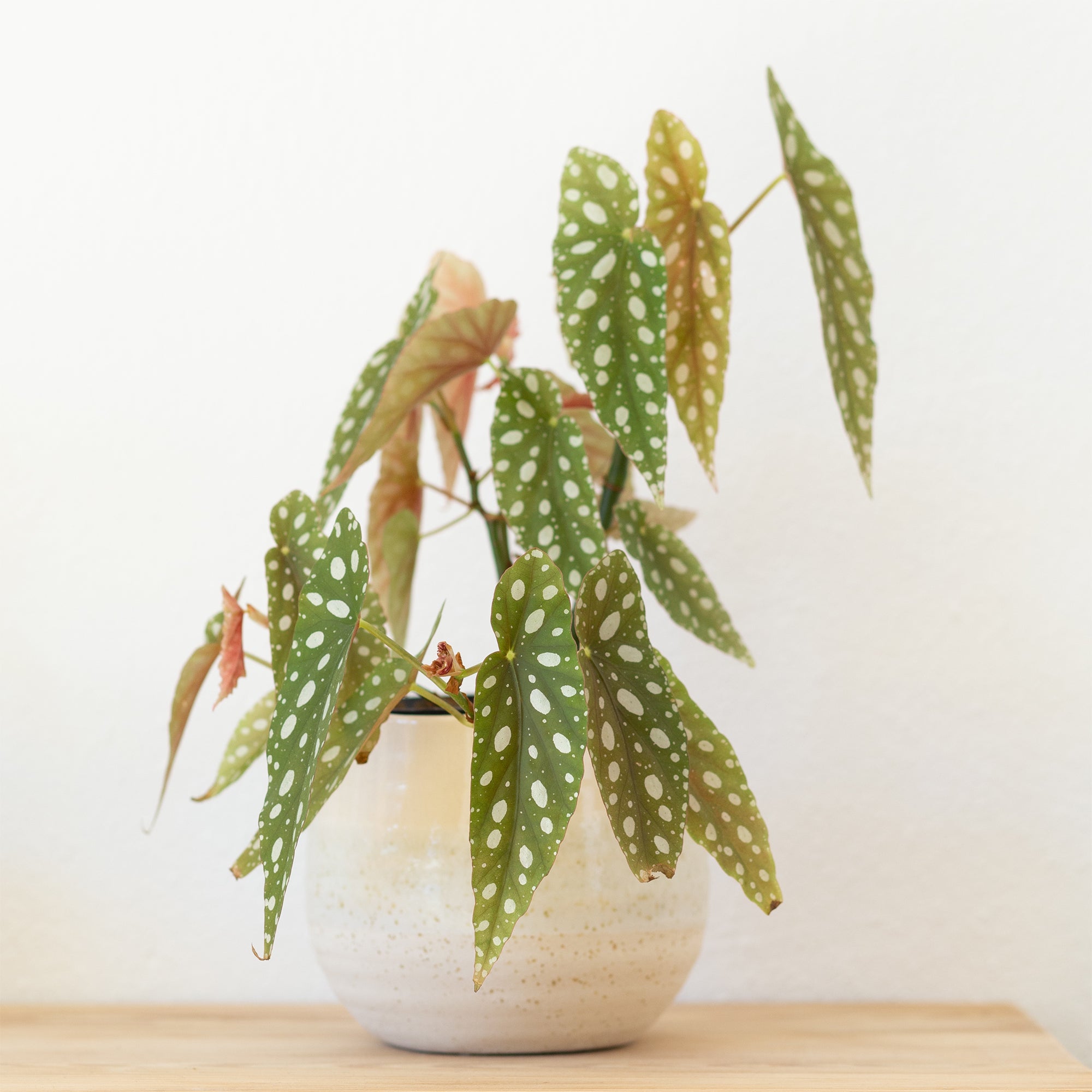 Bakker Bégonia maculata plante d'intérieur pot Ø14cm pois argentés