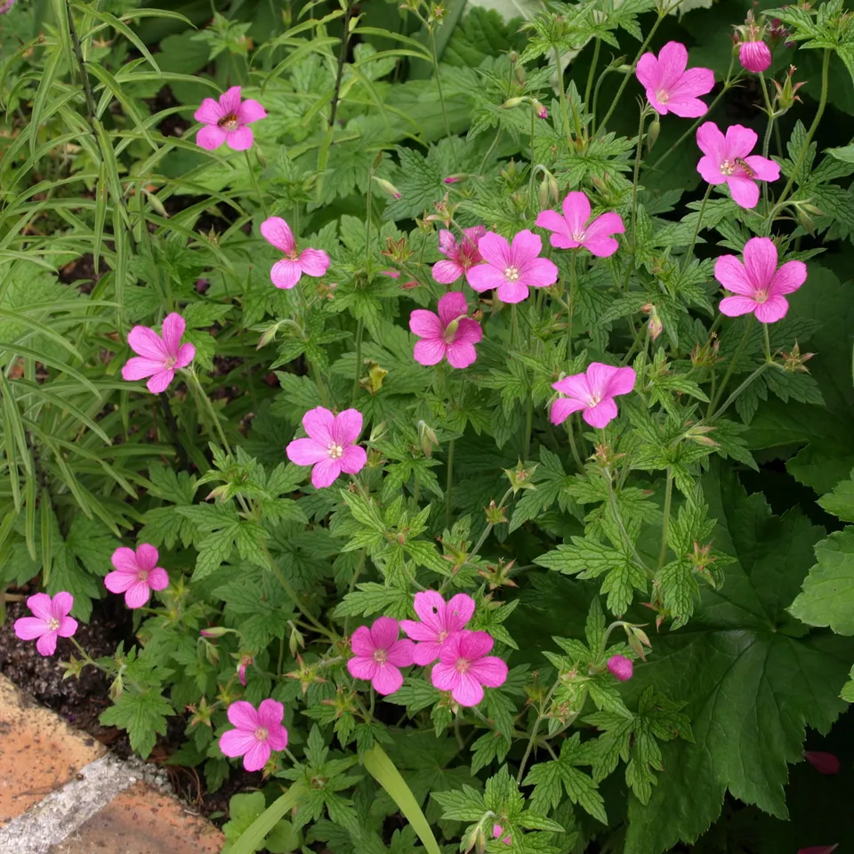 Passion Vivaces Geranium oxonianum Rosenlicht géranium rose godet
