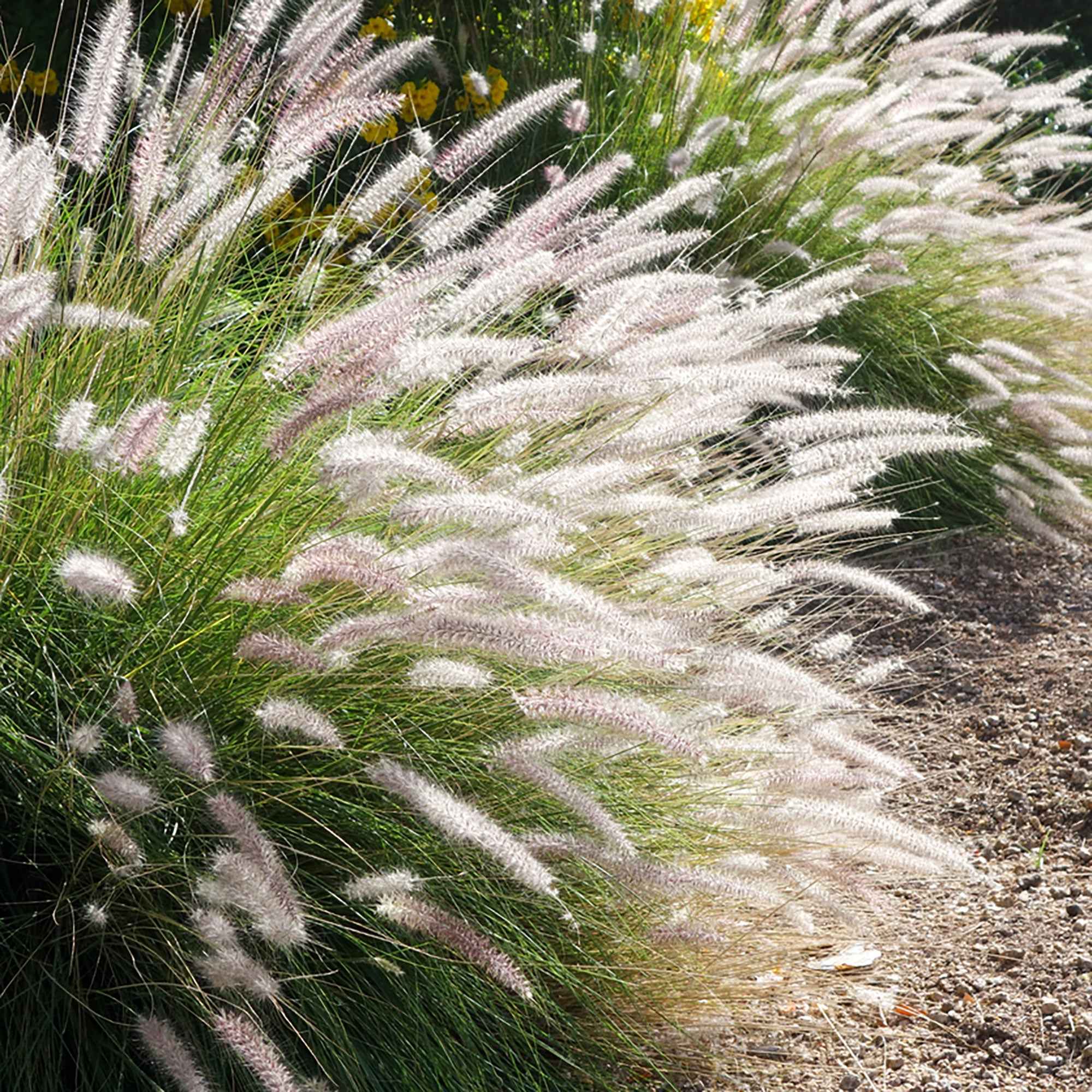 Bakker Fairy Tails pennisetum graminée pot 9cm crème