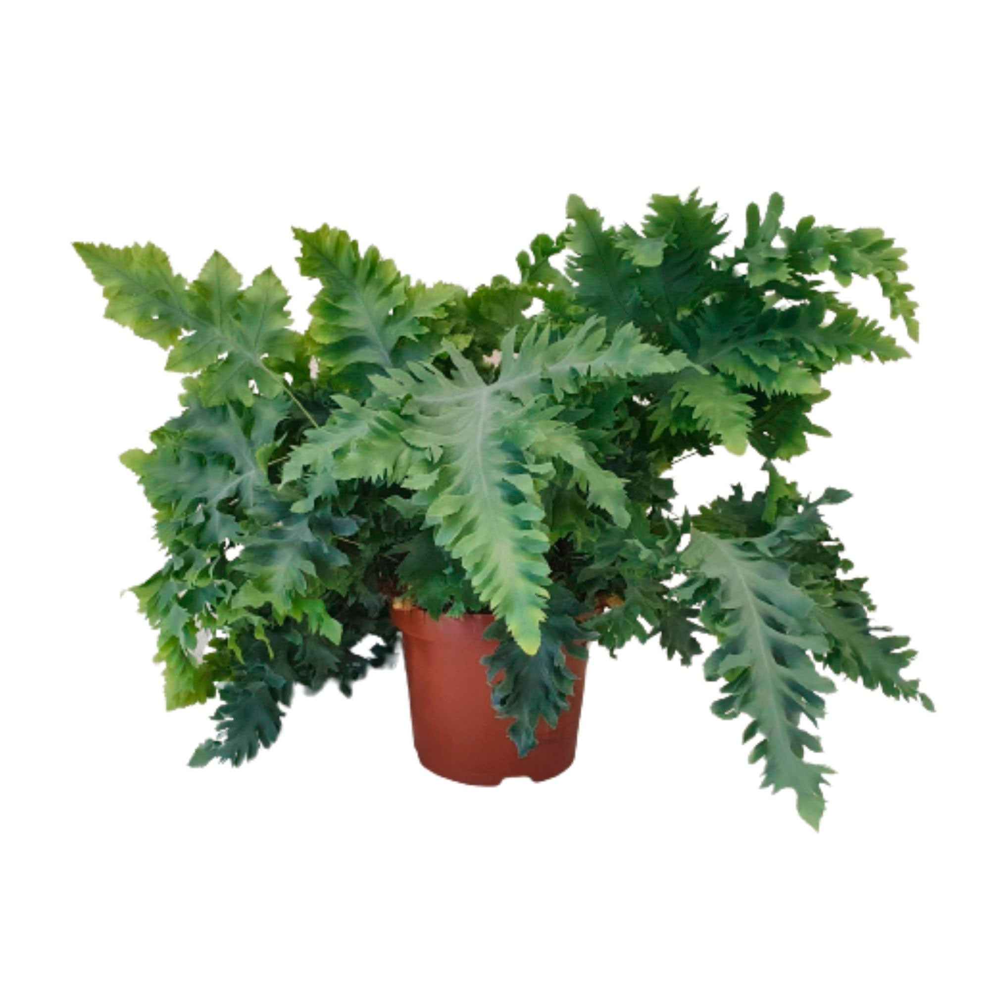 Bakker Fougère Davana plante verte pot Ø12 cm 20-30 cm