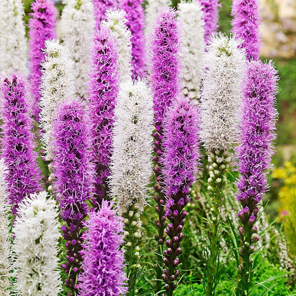 Bakker Plumes du Kansas Liatris spicata bulbes mauve blanc x12