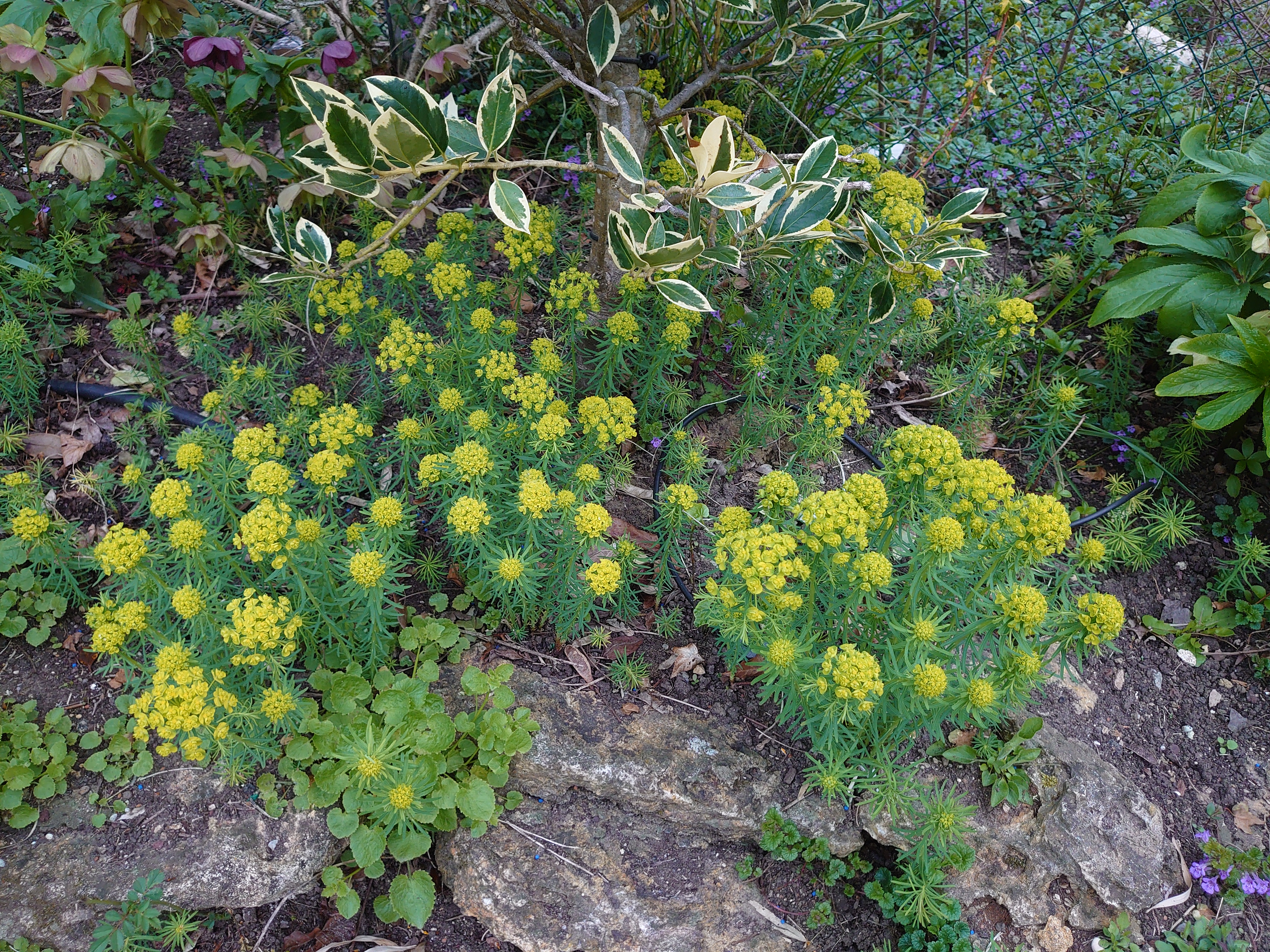Passion Vivaces Euphorbia cyparissias euphorbe godet couvre-sol jaune