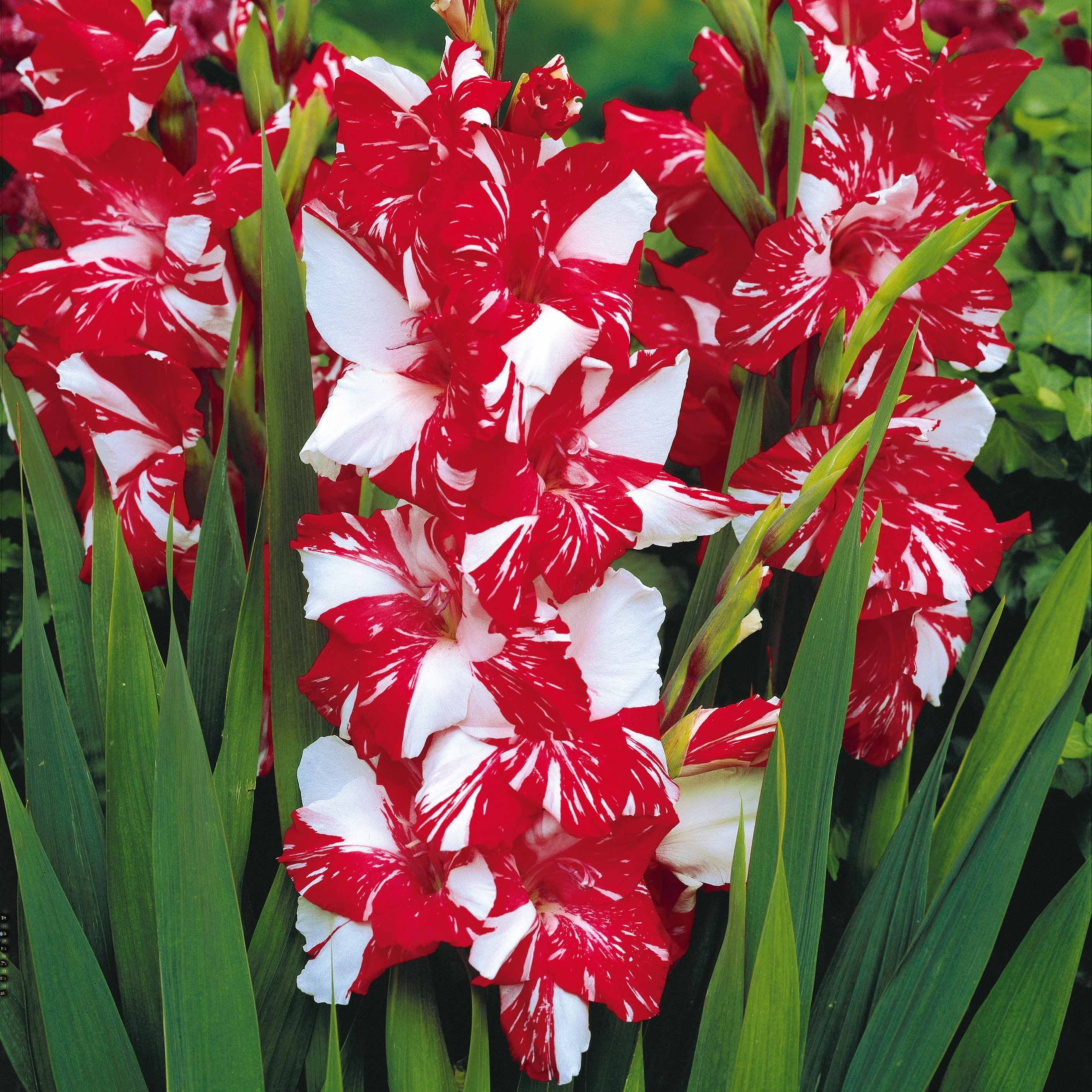 Bakker Collection 50 Glaïeuls bulbes fleurs à couper mélange