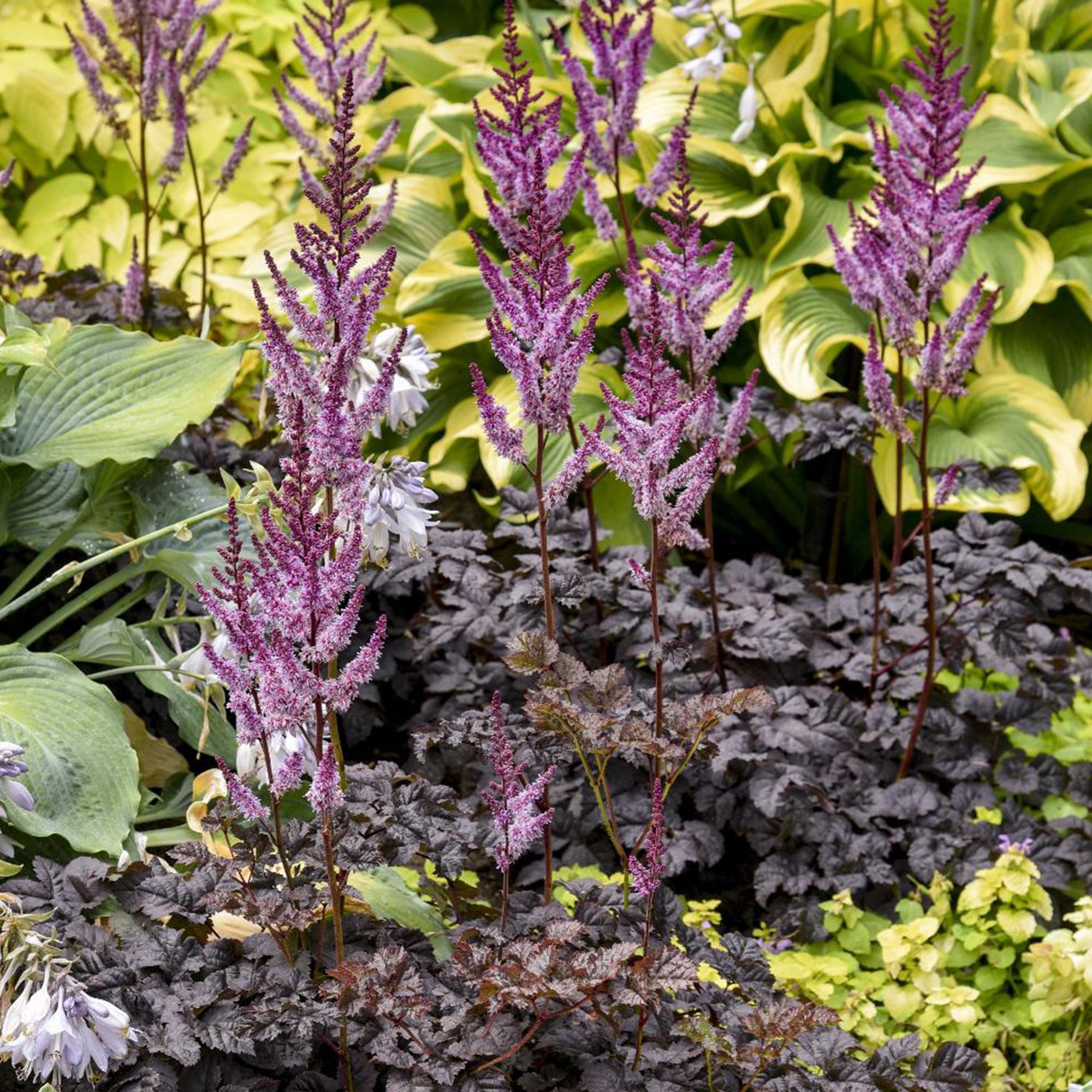 Bakker Astilbe Darkside Of The Moon vivace pot 9cm violet