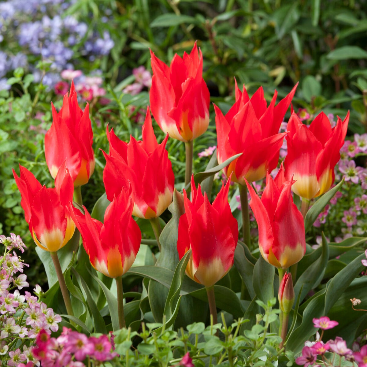 Bakker Tulipe Flames Mystery 5 bulbes rouge fosteriana mars