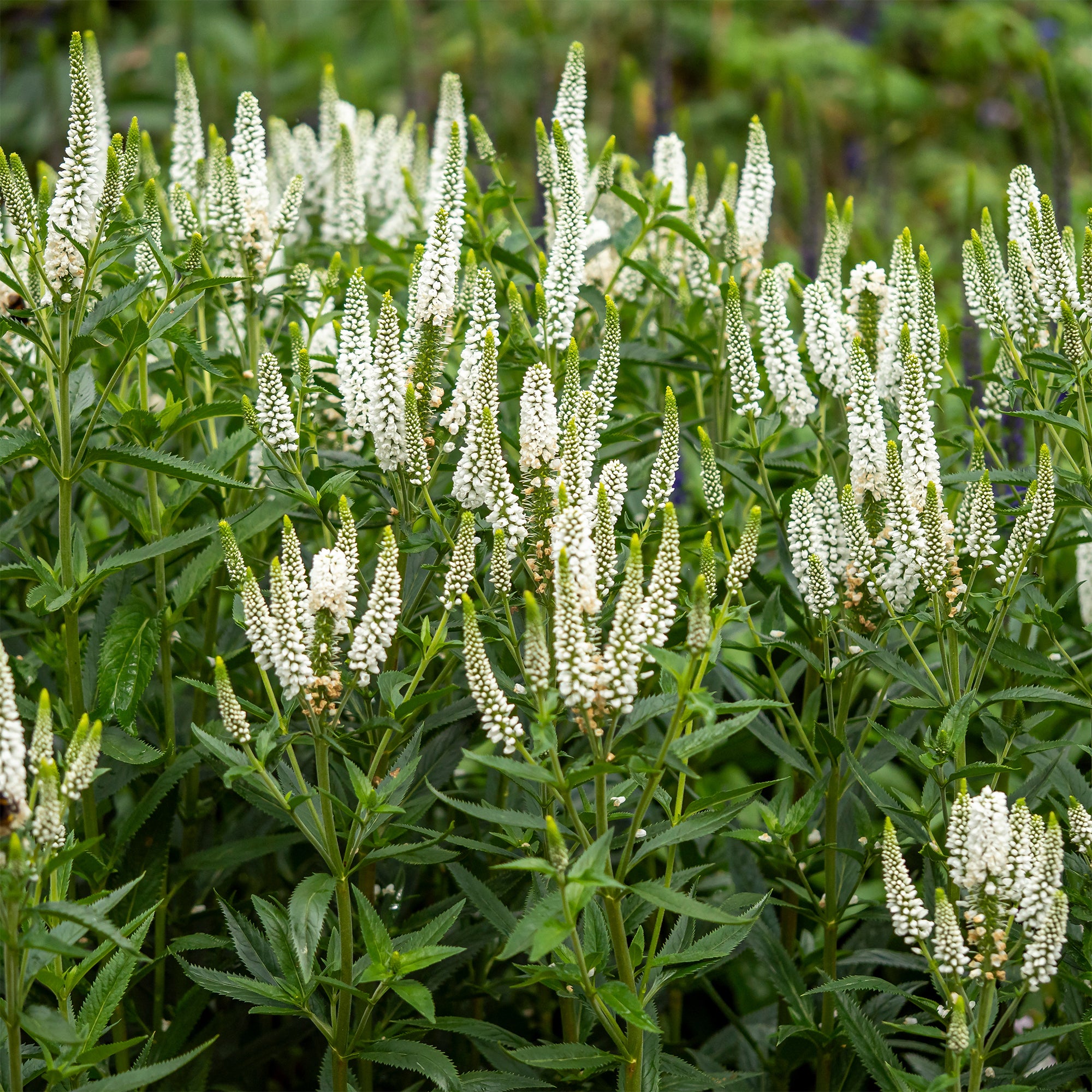 Bakker First Lady véronique vivace pot 9cm fleurs bleues