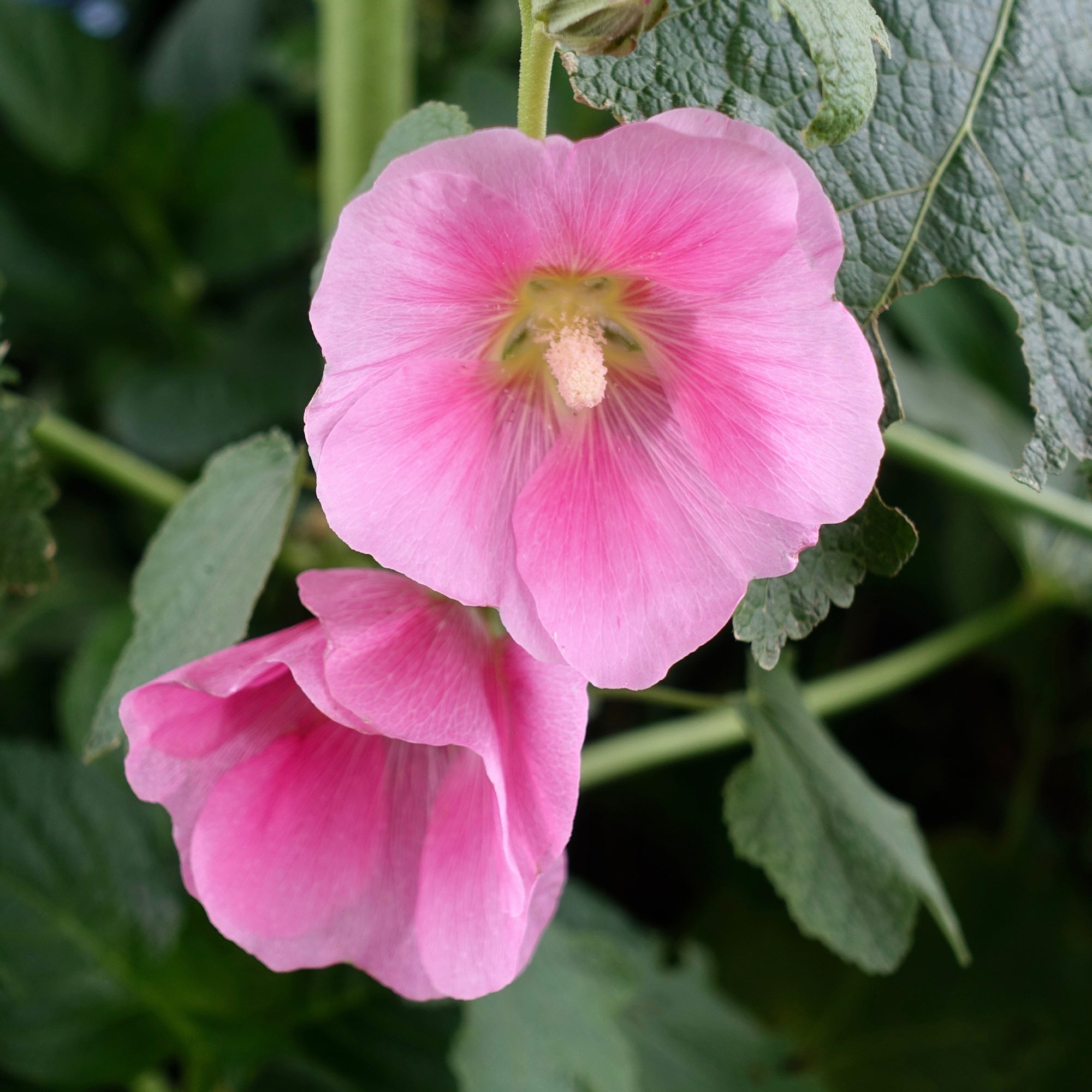 Bakker Rose trémière Alcea rosea pot 8cm soleil