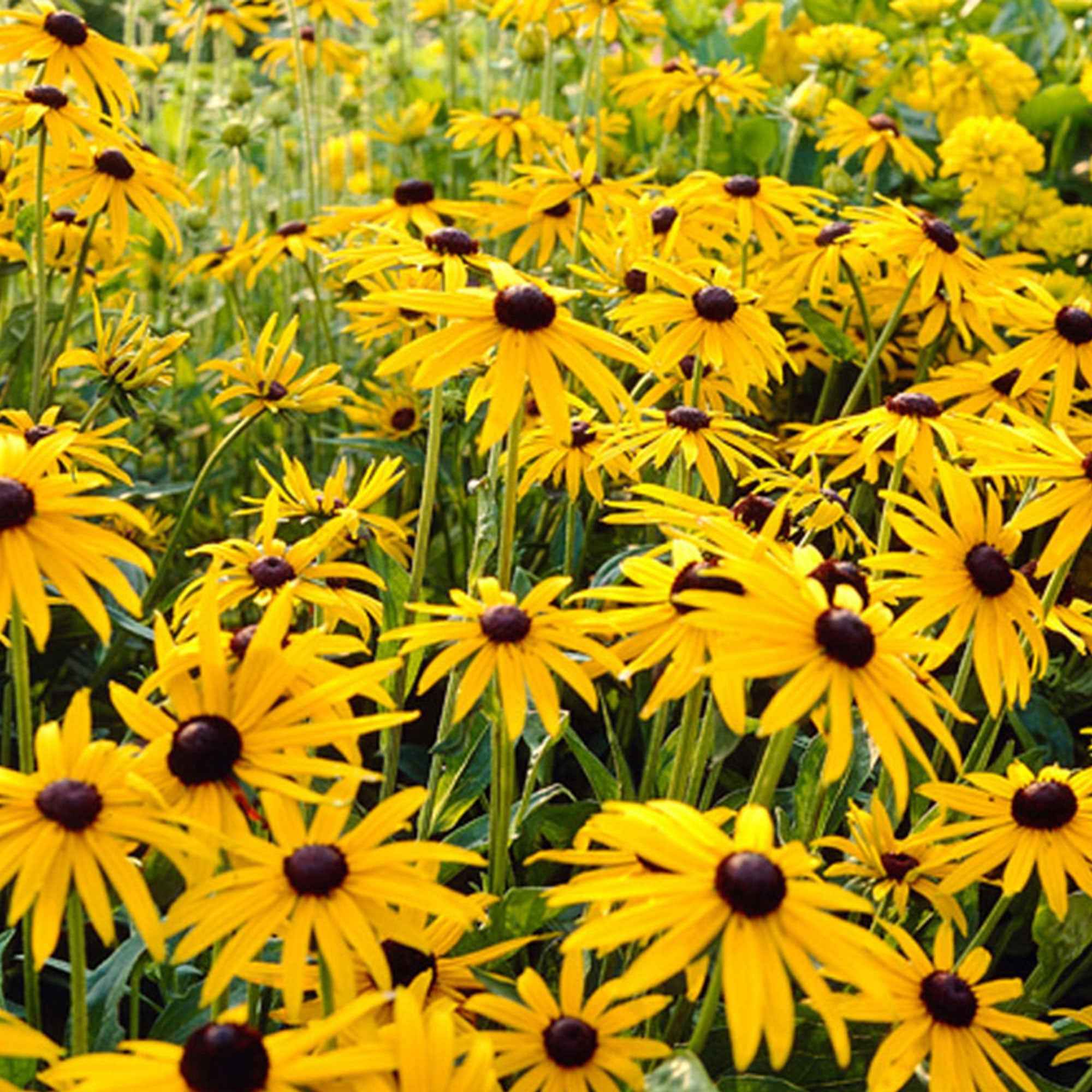 Bakker Goldsturm rudbeckia vivace pot 9cm fleur jaune
