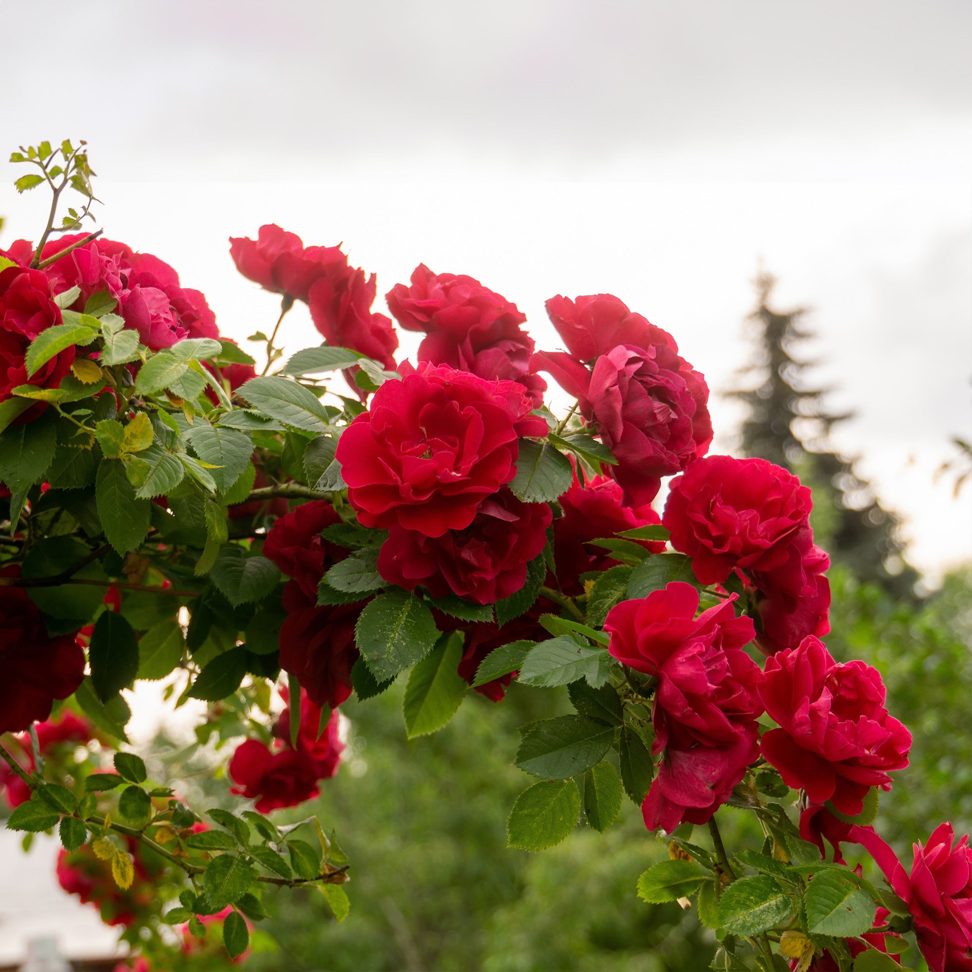 Bakker Rosiers grimpant rouge racine nue 2 branches