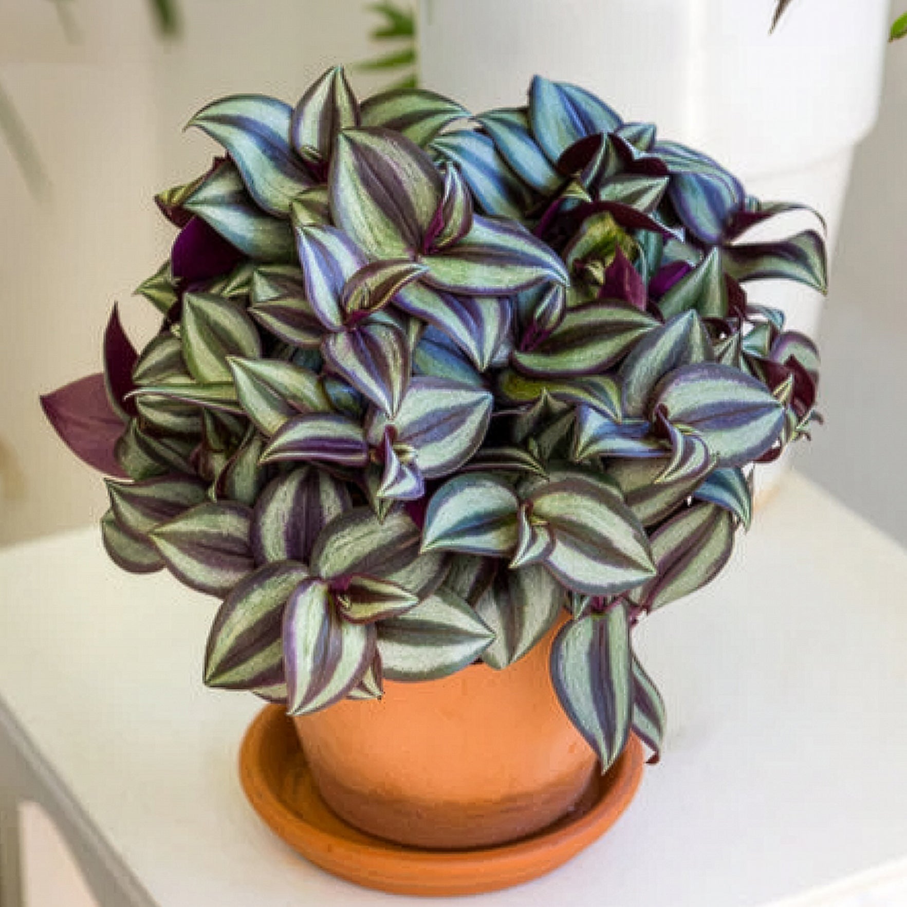 Bakker Plantes d'intérieur Misère rayée plante suspendue pot 12cm