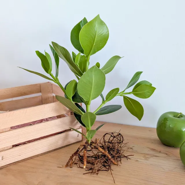 Bakker Clusia rosea plante verte racine nue 25-35cm épais