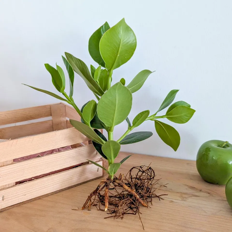 Bakker Clusia rosea plante verte racine nue 25-35cm épais