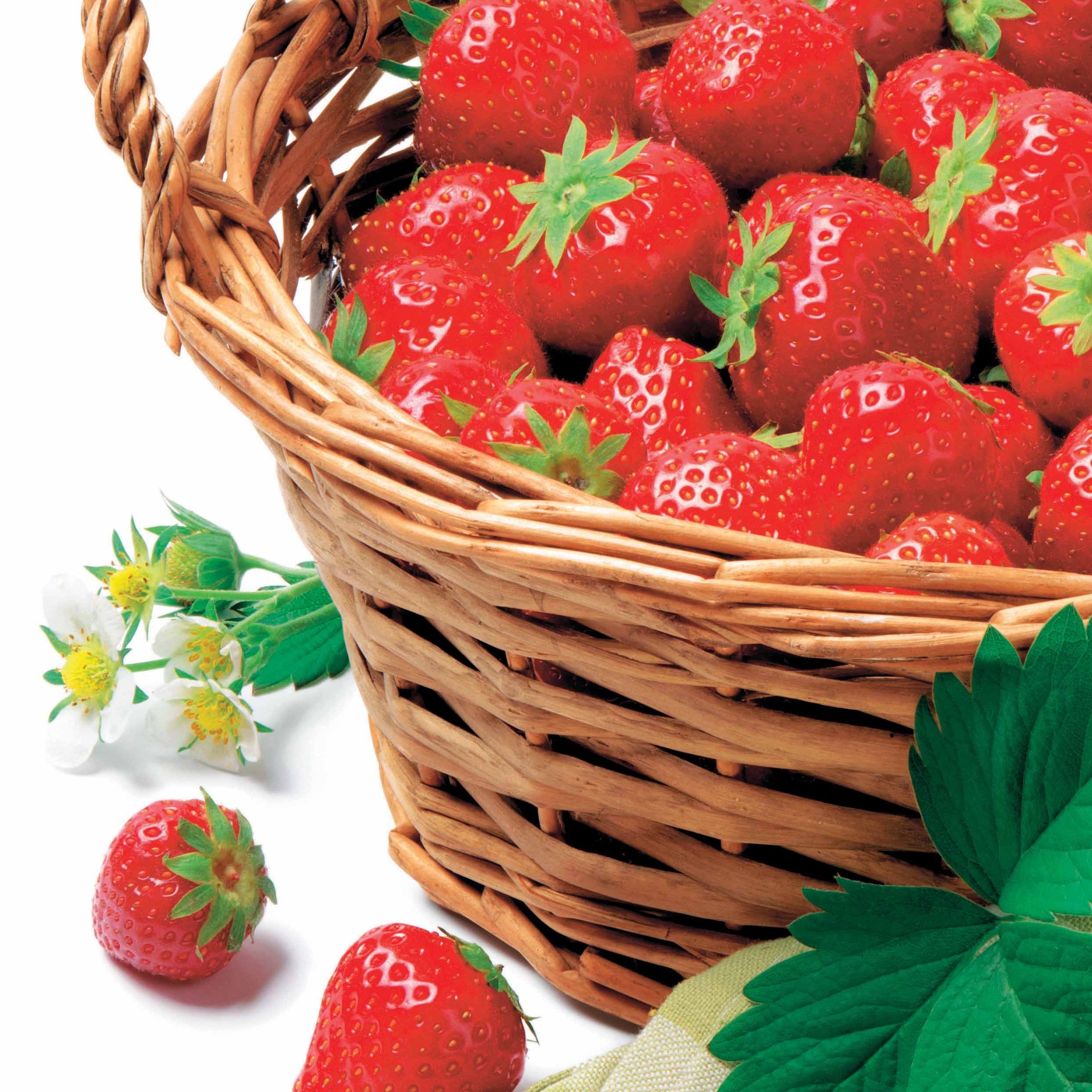 Bakker Fraisier Manille plant fruitier 20 racines nues