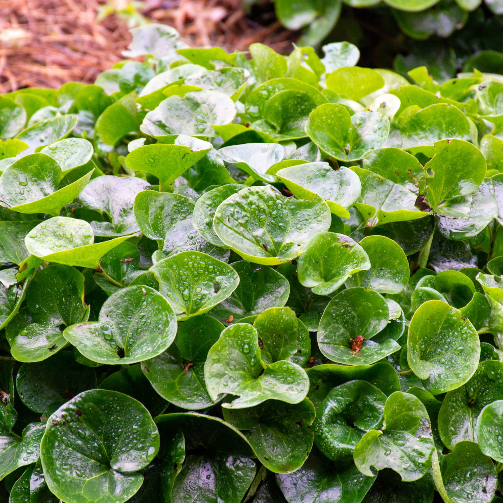 Bakker Asaret d’Europe pot Ø 9cm vivace couvre-sol