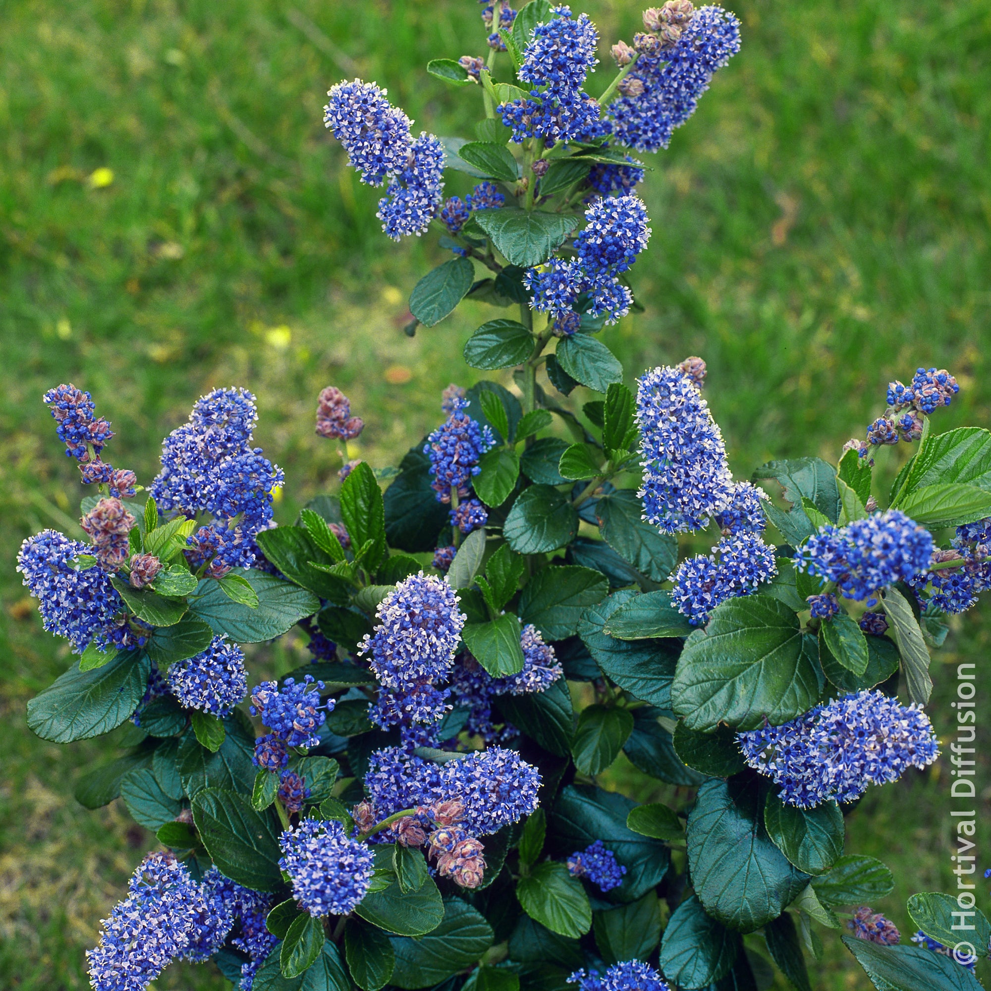 Bakker Céanothe Trewithen Blue arbuste pot 4,5 L bleu intense
