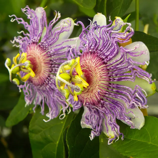 Bakker Passiflora Cooltropics Eia Popeia grimpante pot fruits