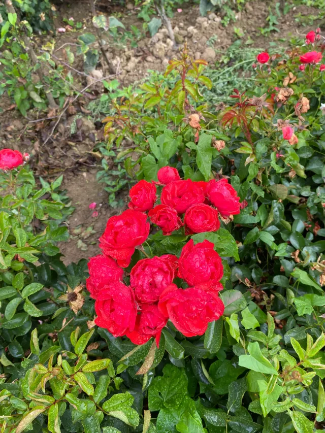 Michel Adam Red Maya Adatrereso rosier buisson orange brique