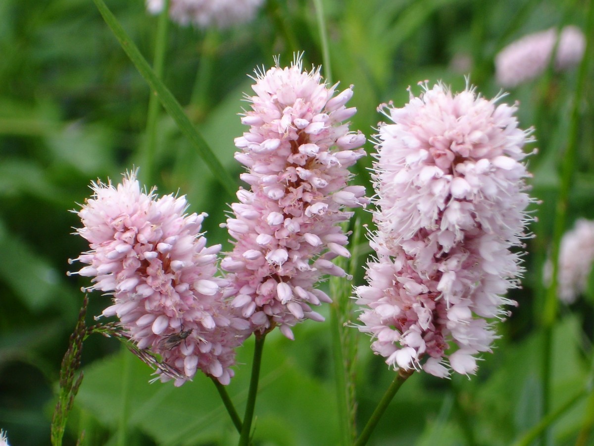 Passion Vivaces Persicaria bistorta Superba plante vivace rose sol frais