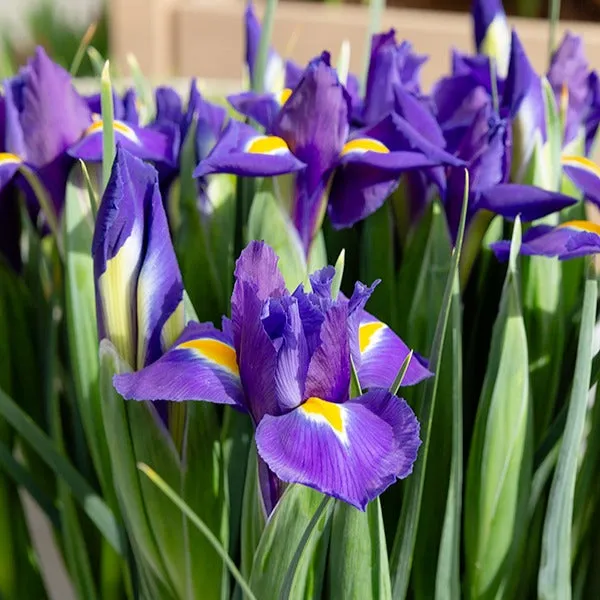Bakker Iris Hollande Purple Sensation bulbes sachet 15 violet