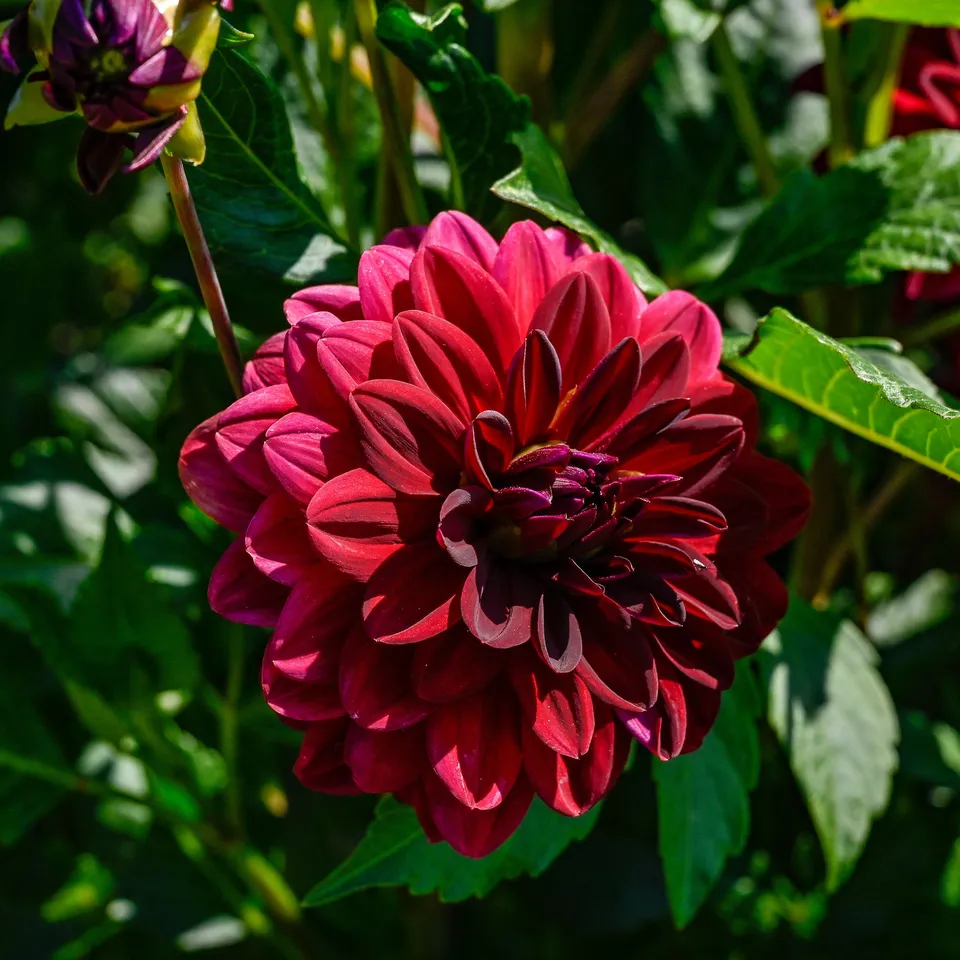 Bakker Arabian Night dahlia décoratif sachet 1 bulbe