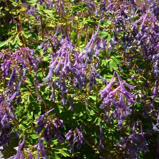 Passion Vivaces Corydalis omeiensis plante vivace bleue pot 1 litre