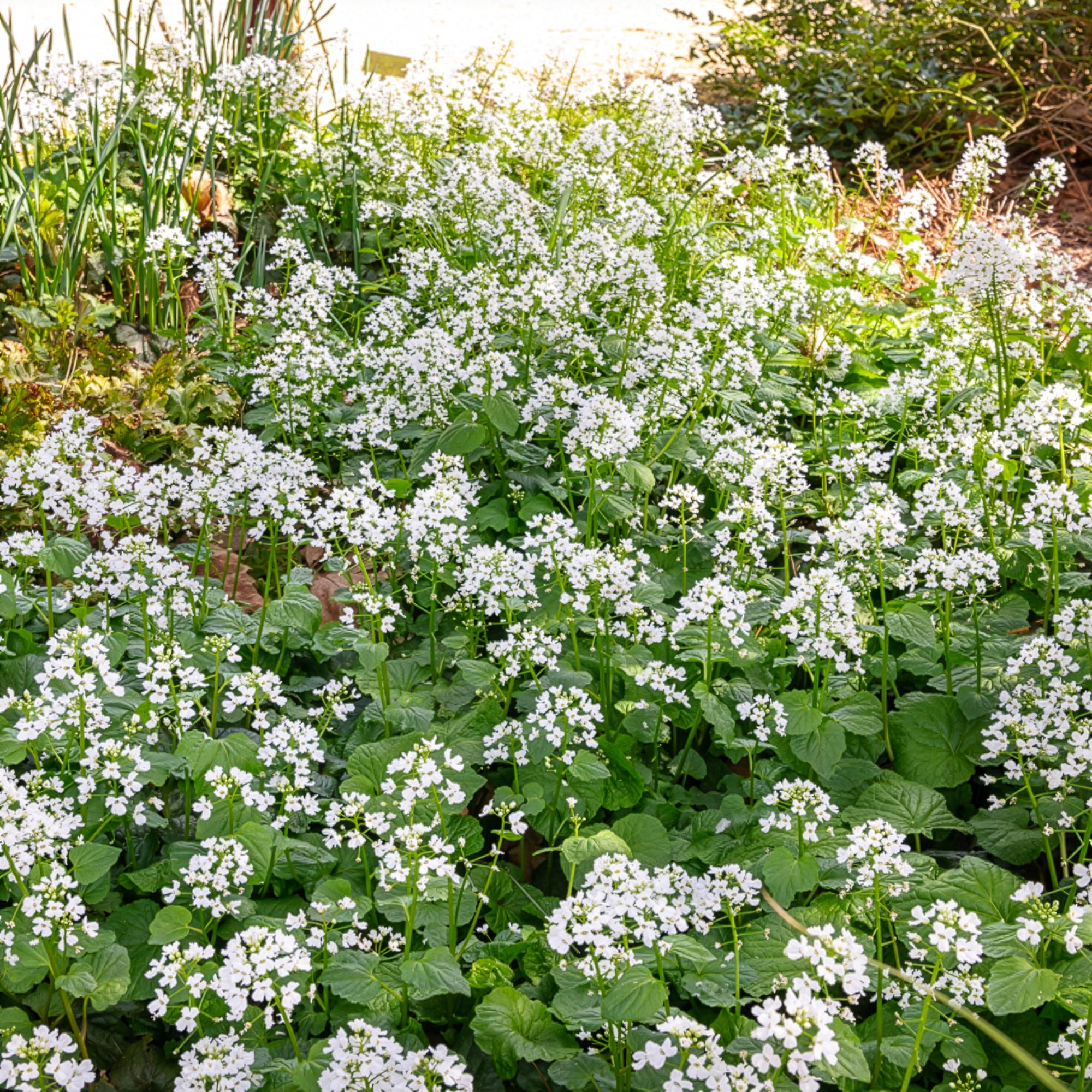 Bakker Pachyphragma macrophyllum vivace pot 8cm fleur blanche