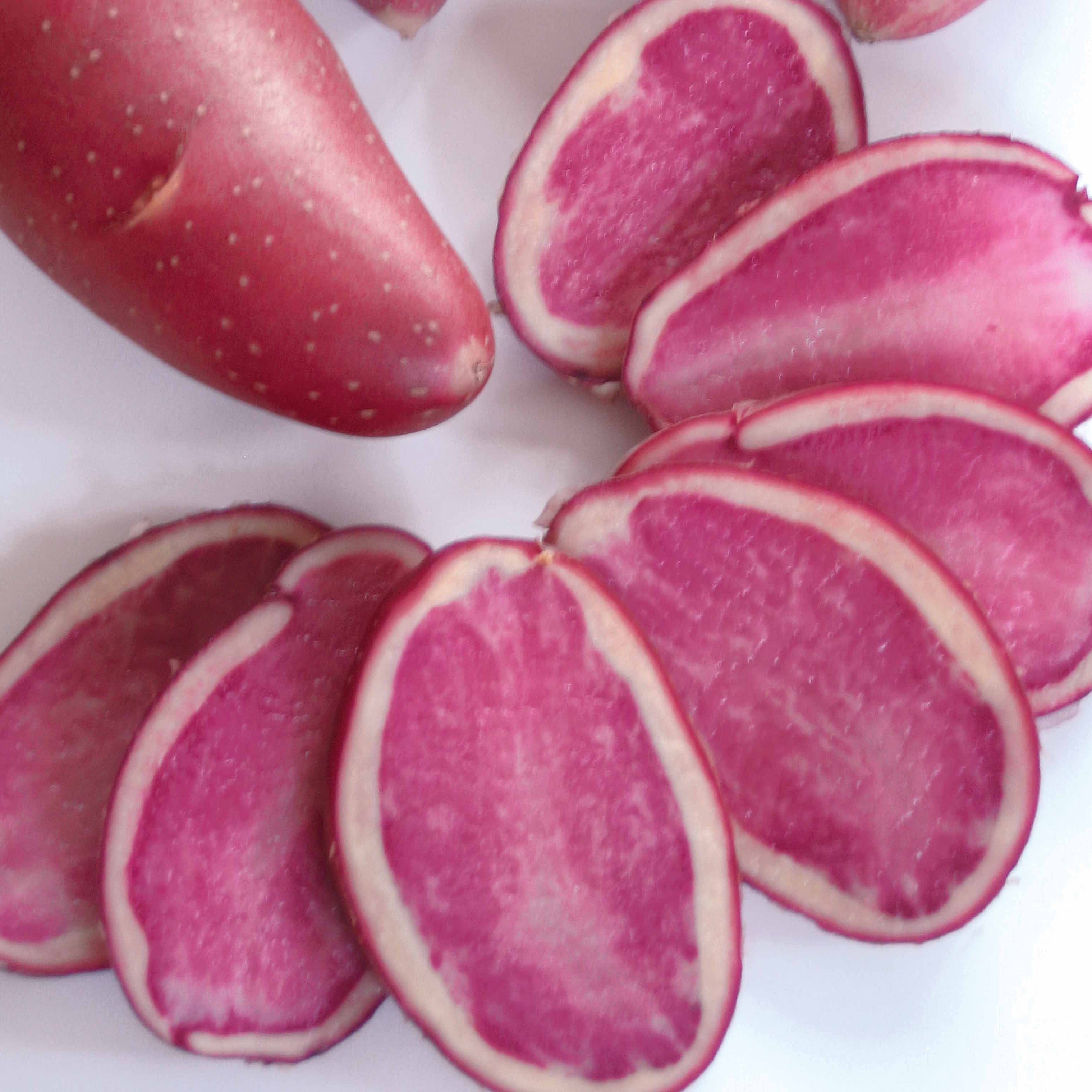Bakker Pomme de terre Rouge des Flandres 10 plants