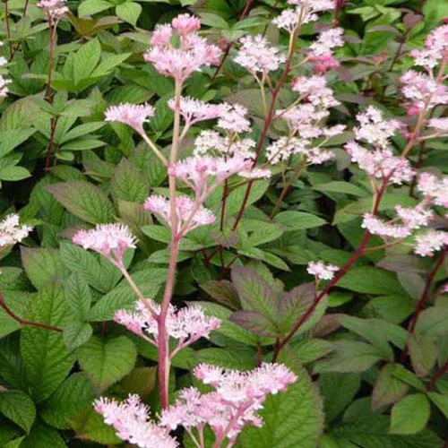 Bakker Hanna rodgersia pinnata pot 9cm fleurs roses