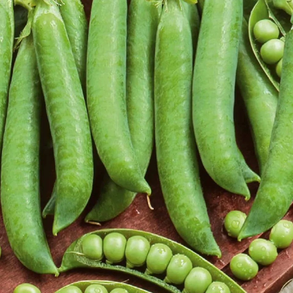 Bakker Potager Pois à rames Krombek Serpette sachet sucré
