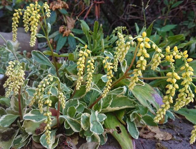 Passion Vivaces Chiastophyllum Variegatum vivace pot 1 litre