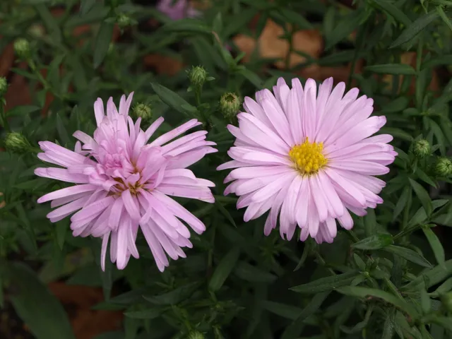 Passion Vivaces ASTER novi belgii Norman's Jubilee aster rose godet
