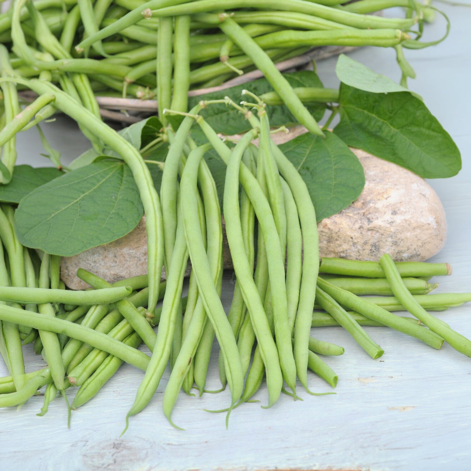 Bakker Castandel haricot nain mangetout sachet 100g sans fil