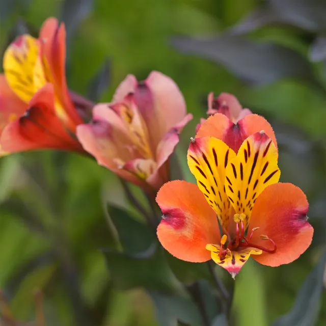 Bakker Majestic Brissac lys des Incas pot Ø 9cm fleur orange
