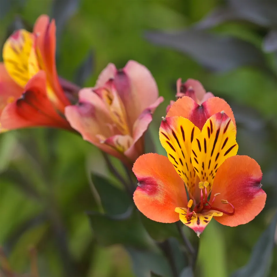 Bakker Majestic Brissac lys des Incas pot Ø 9cm fleur orange