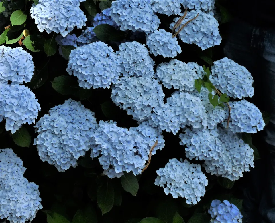 Les Hortensias du Haut Bois Hopaline hortensia boule rose godet