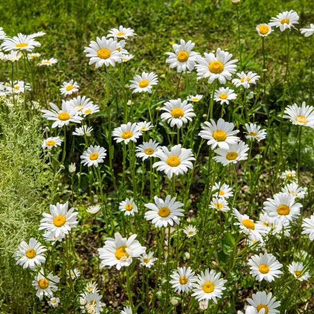 Bakker Plantes vivaces Marguerite commune fleur blanche pot 9cm