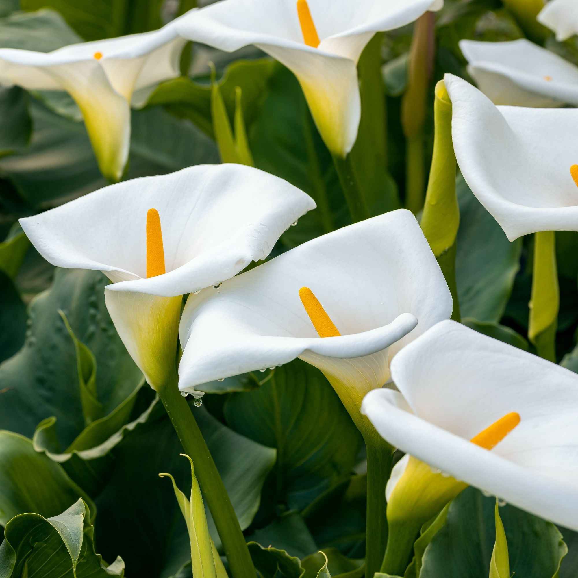 Bakker Arum blanc Calla plante de bassin blanc pot 9cm