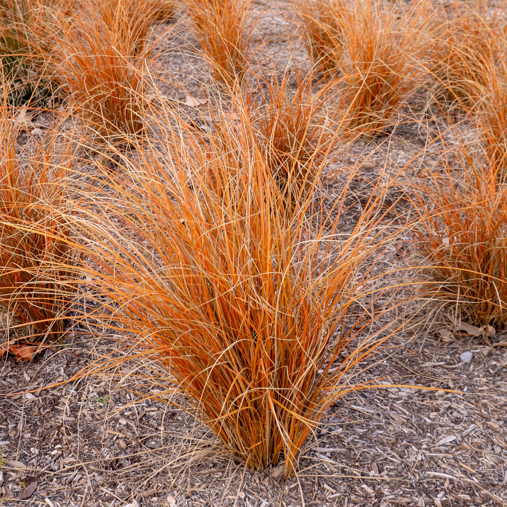 Bakker Carex Bronze Form graminée pot 8cm bronze