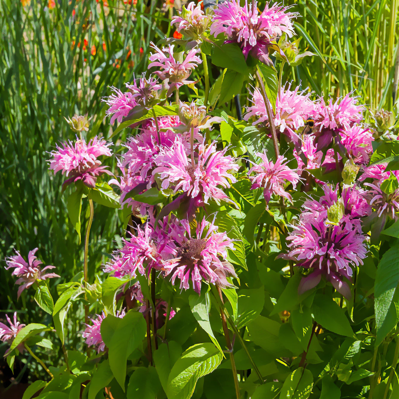Bakker Monarde Beauty of Cobham vivace rose pot Ø9cm
