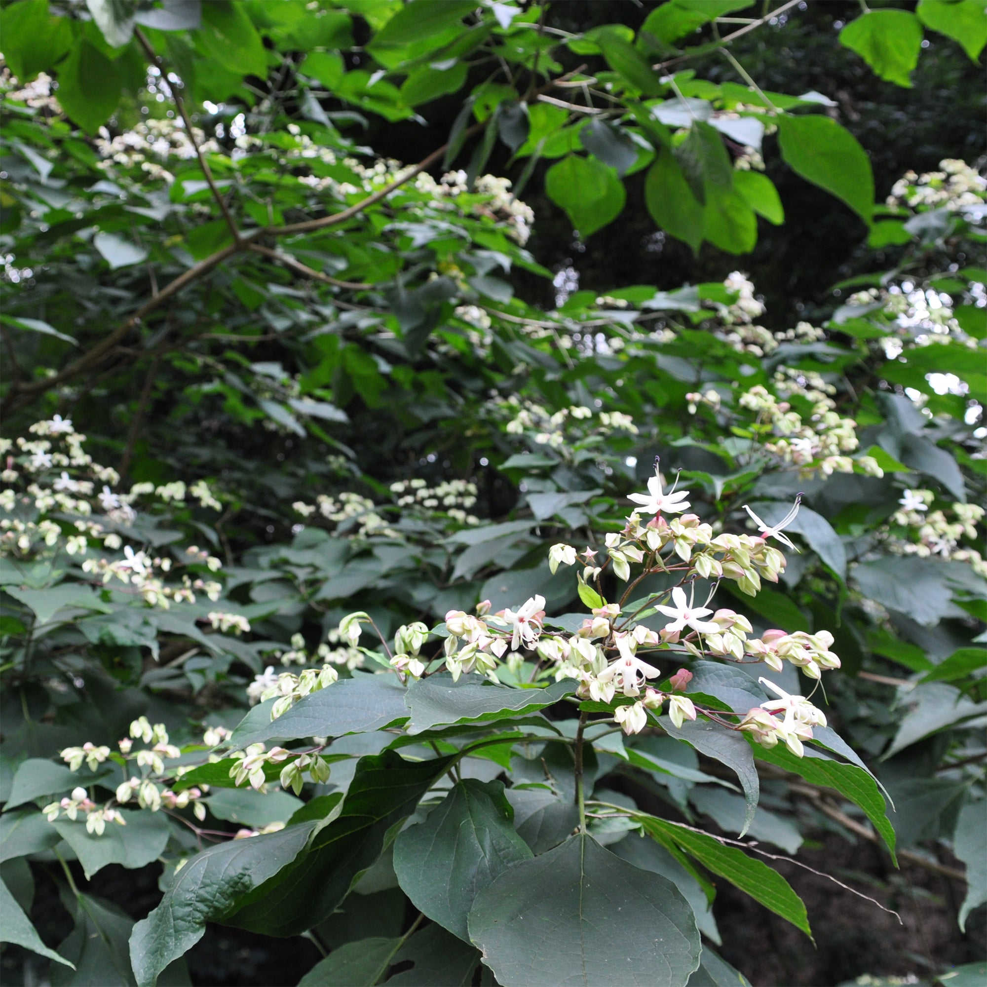 Bakker Clerodendrum arbre du clergé arbuste pot 2L