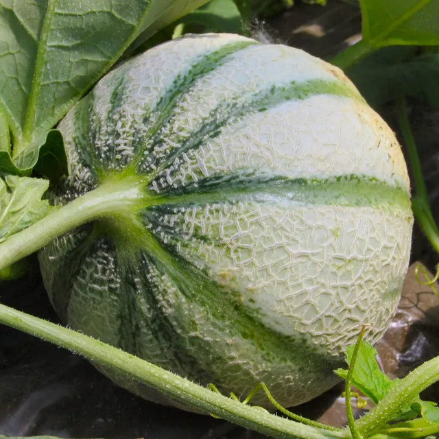 Bakker Melon Cezanne F1 plants potagers lot 3 pots