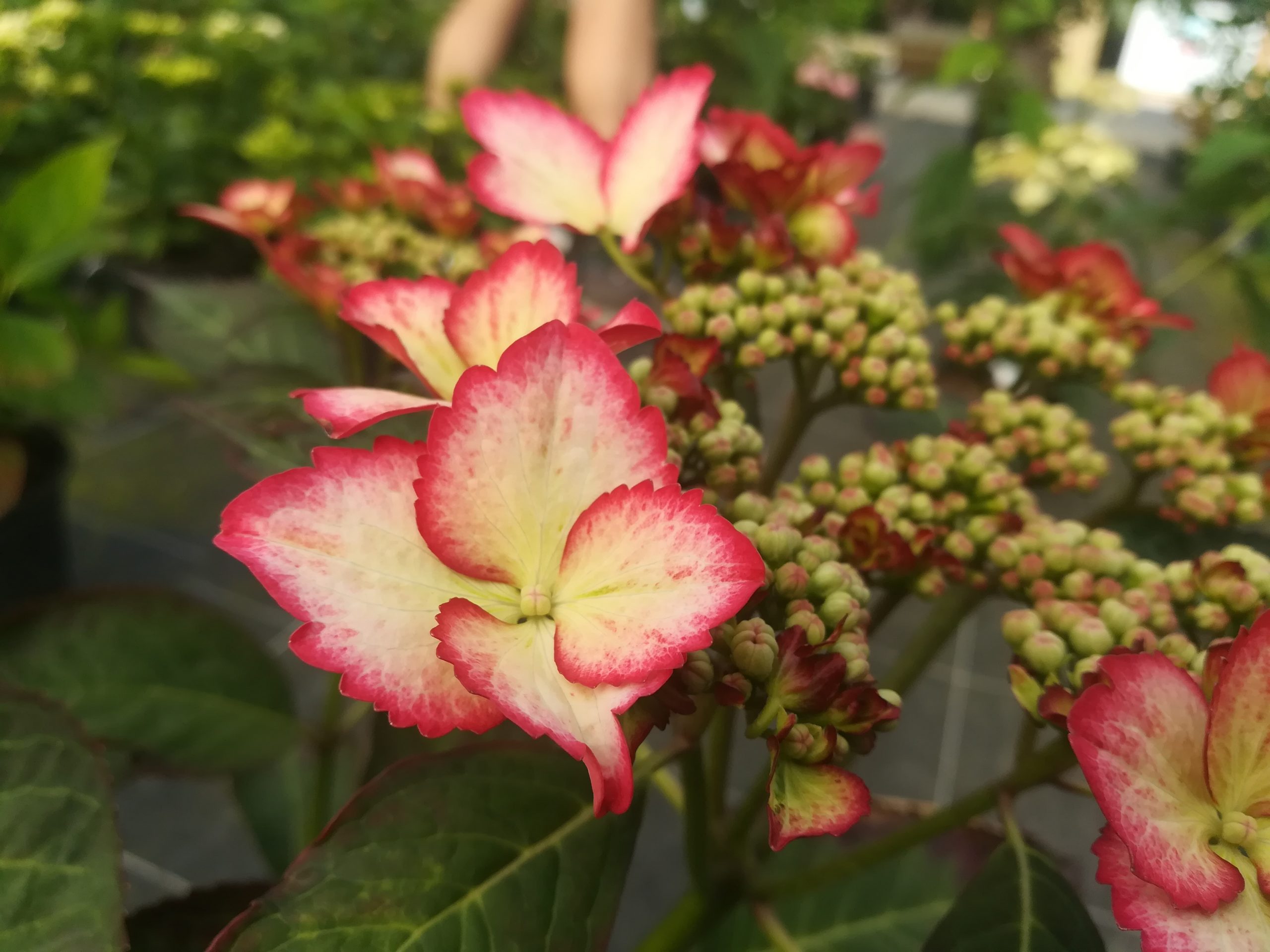 Les Hortensias du Haut Bois Love You Kiss hortensia fleurs plates godet