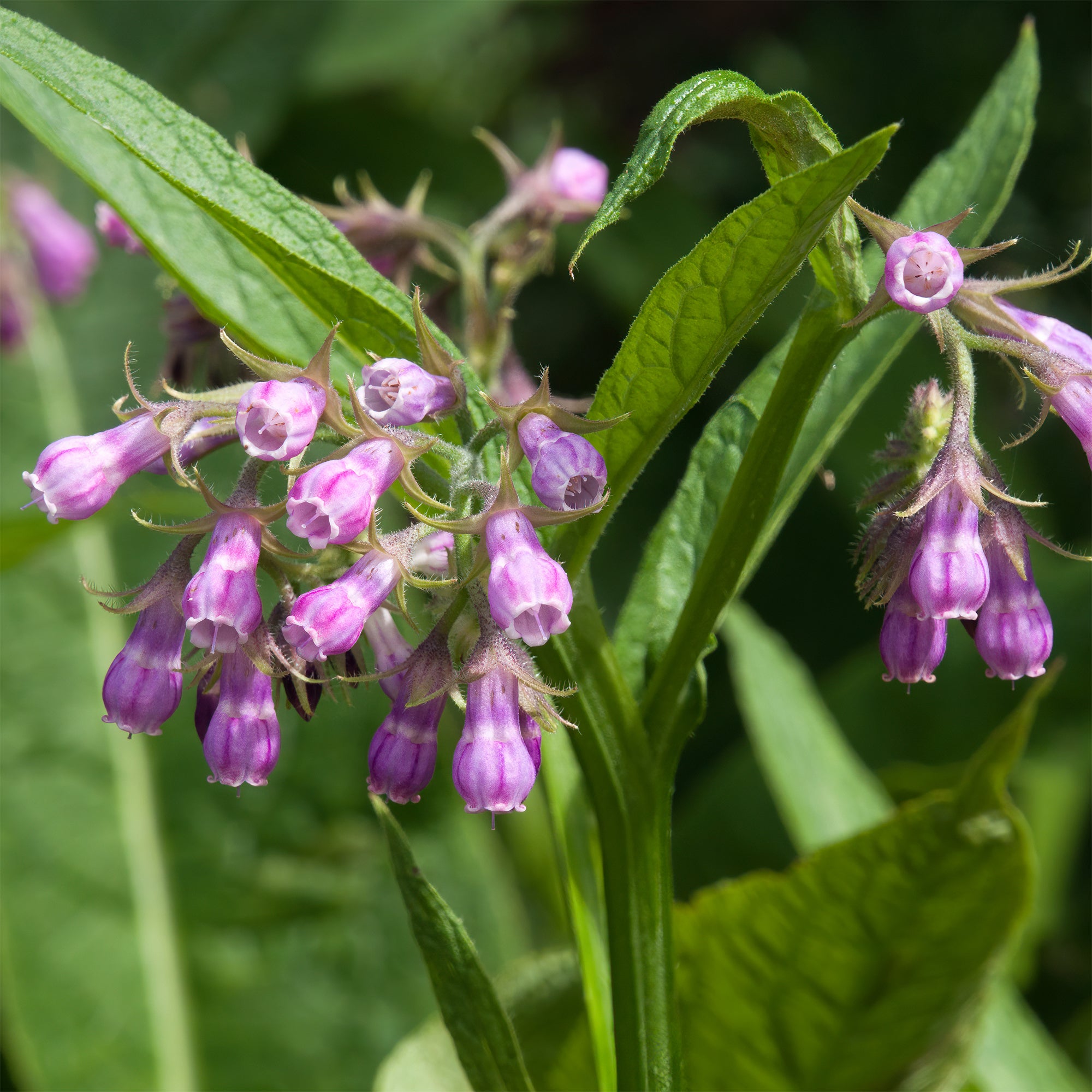 Bakker Consoude officinale plante vivace pot 9cm mellifère
