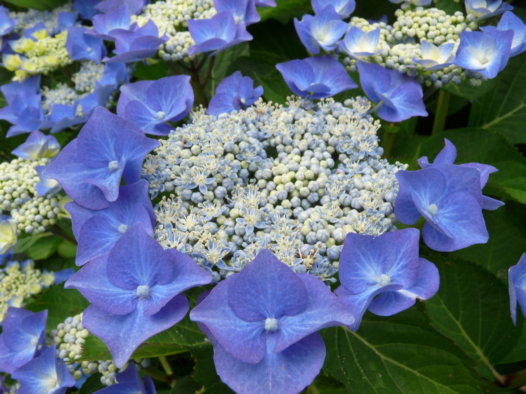 Nachtigall hortensia fleurs plates macrophylla godet