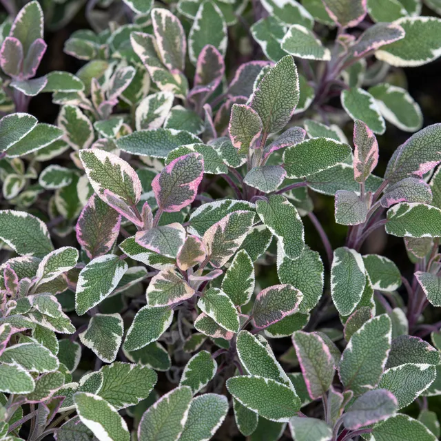 Bakker Sauge officinale Tricolor aromatique pot Ø9cm panaché
