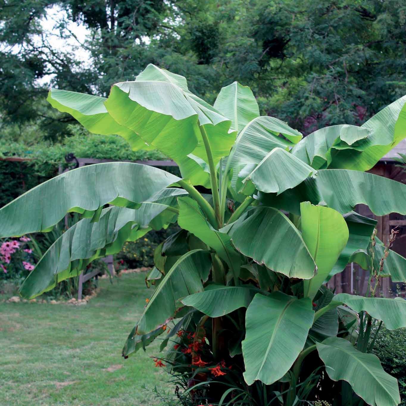 Bakker Bananier du Japon plante pot 10,5cm rustique -19°C