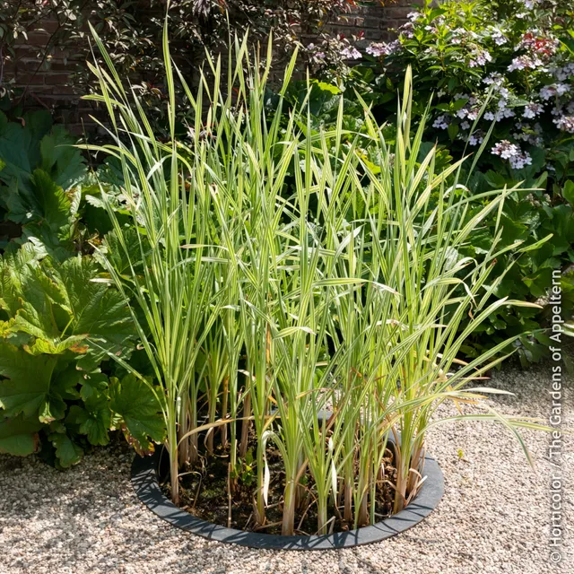 Bakker Typha Variegata massette pot 8cm panachée