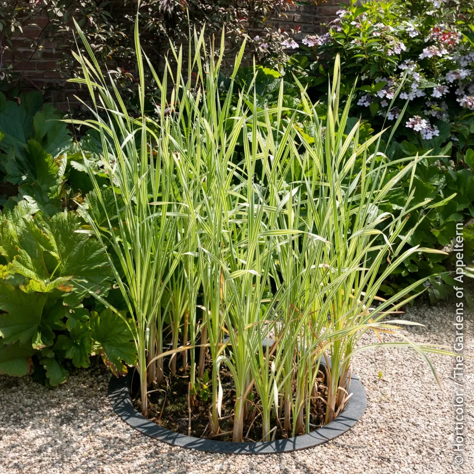 Bakker Typha Variegata massette pot 8cm panachée